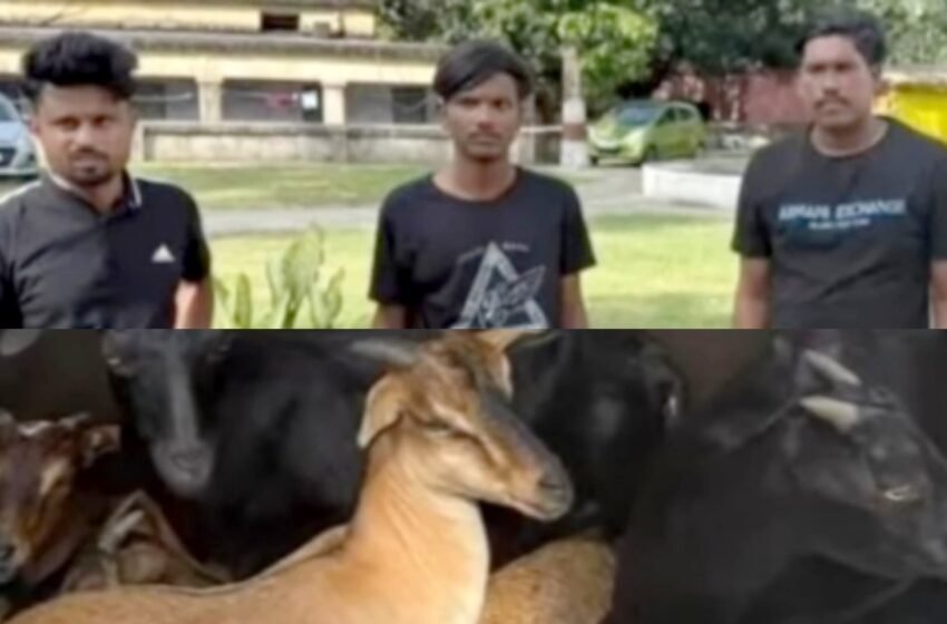  जमशेदपुर : गोलमुरी में बकरी चोर गिरोह के तीन सदस्य गिरफ्तार, कार से चोरी की गई आठ बकरियां बरामद, कुछ आरोपी फरार